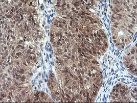 DDT Antibody in Immunohistochemistry (Paraffin) (IHC (P))