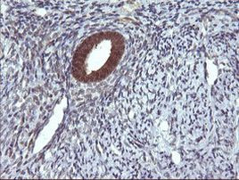 DDT Antibody in Immunohistochemistry (Paraffin) (IHC (P))