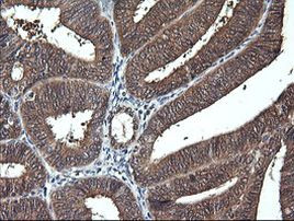 DDT Antibody in Immunohistochemistry (Paraffin) (IHC (P))