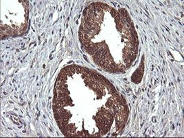 DDT Antibody in Immunohistochemistry (Paraffin) (IHC (P))