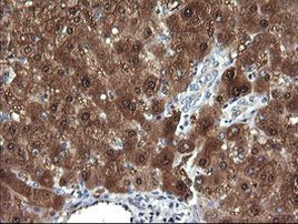 DDT Antibody in Immunohistochemistry (Paraffin) (IHC (P))