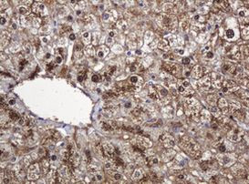 DDT Antibody in Immunohistochemistry (Paraffin) (IHC (P))