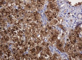 DDT Antibody in Immunohistochemistry (Paraffin) (IHC (P))