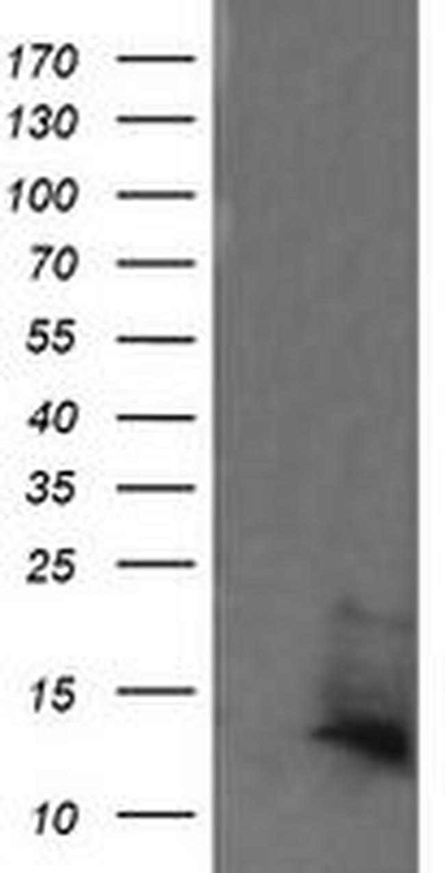 DDT Antibody in Western Blot (WB)