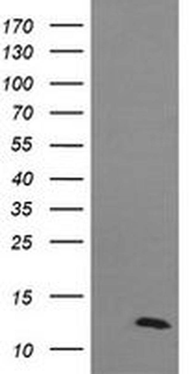 DDT Antibody in Western Blot (WB)