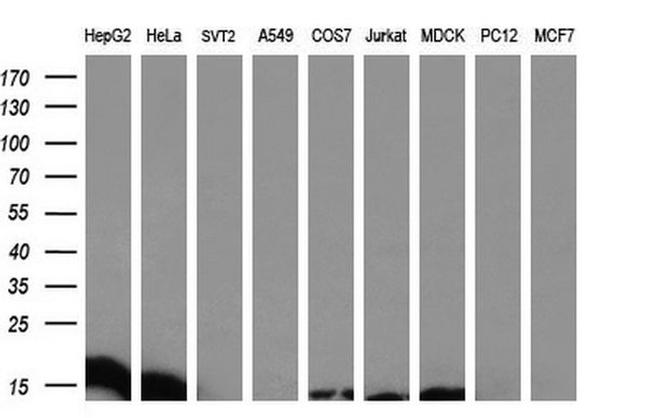 DDT Antibody in Western Blot (WB)