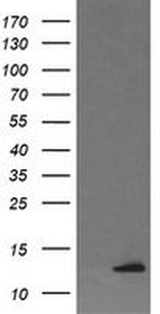 DDT Antibody in Western Blot (WB)