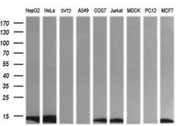 DDT Antibody in Western Blot (WB)