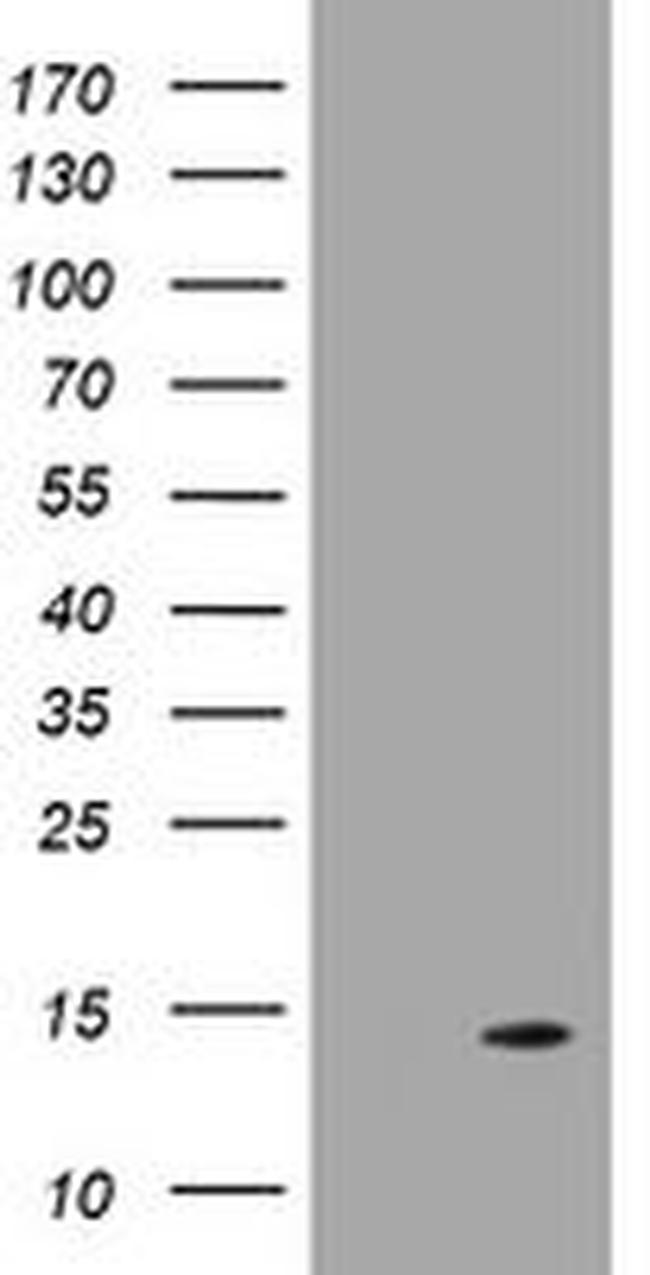 DDT Antibody in Western Blot (WB)