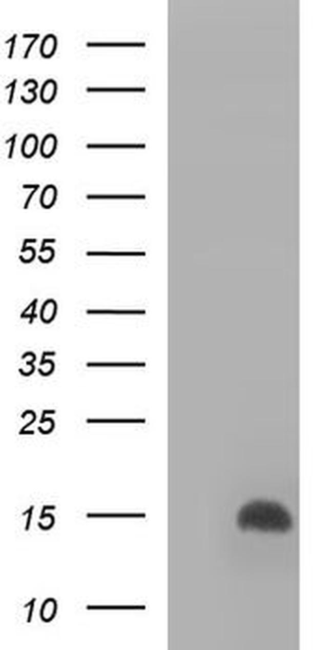 DDT Antibody in Western Blot (WB)