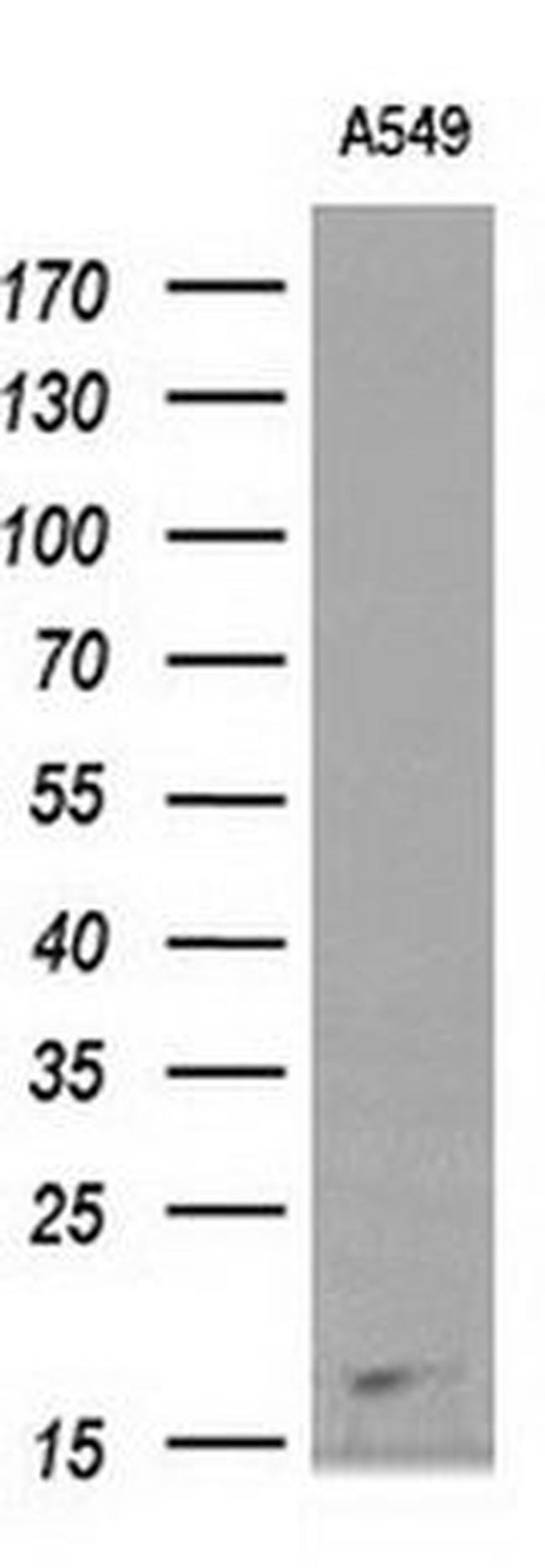 DDT Antibody in Western Blot (WB)