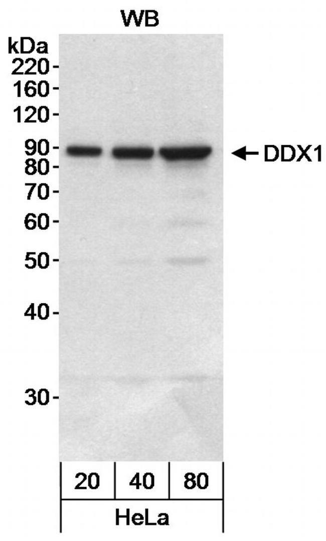 DDX1 Antibody in Western Blot (WB)