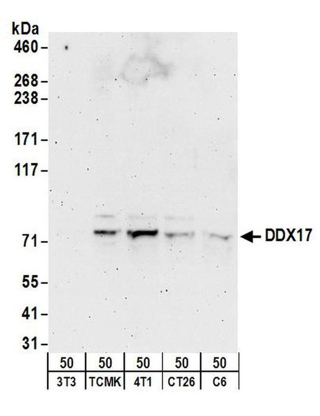 DDX17 Antibody in Western Blot (WB)