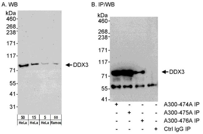 DDX3 Antibody in Western Blot (WB)