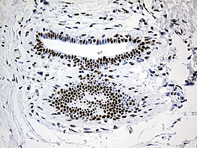 DDX39B Antibody in Immunohistochemistry (Paraffin) (IHC (P))