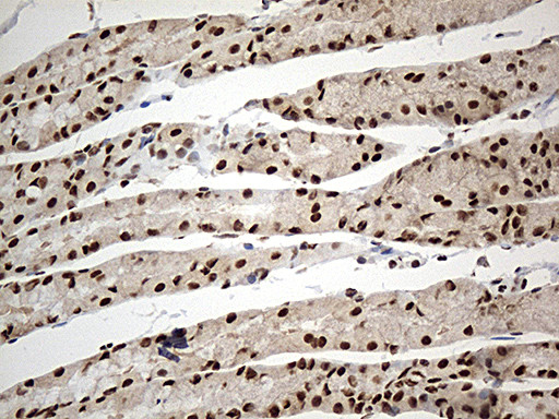 DDX39B Antibody in Immunohistochemistry (Paraffin) (IHC (P))