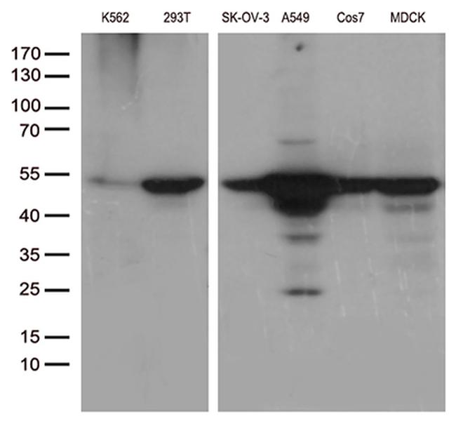 DDX39B Antibody in Western Blot (WB)