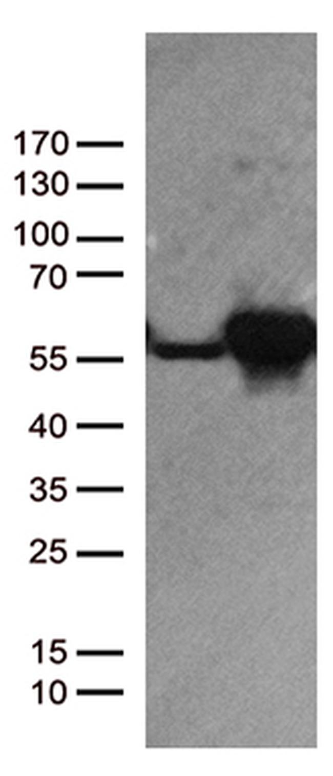 DDX39B Antibody in Western Blot (WB)