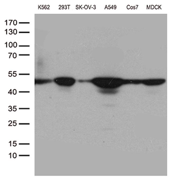 DDX39B Antibody in Western Blot (WB)