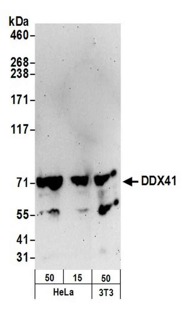 DDX41 Antibody in Western Blot (WB)