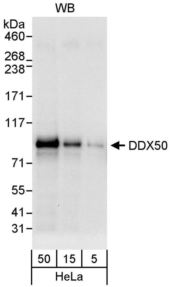 DDX50 Antibody in Western Blot (WB)