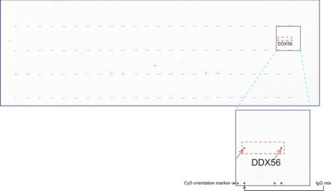 DDX56 Antibody in Peptide array (ARRAY)