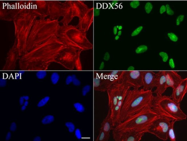 DDX56 Antibody in Immunocytochemistry (ICC/IF)