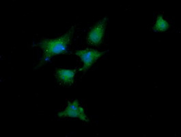 DDX58 Antibody in Immunocytochemistry (ICC/IF)