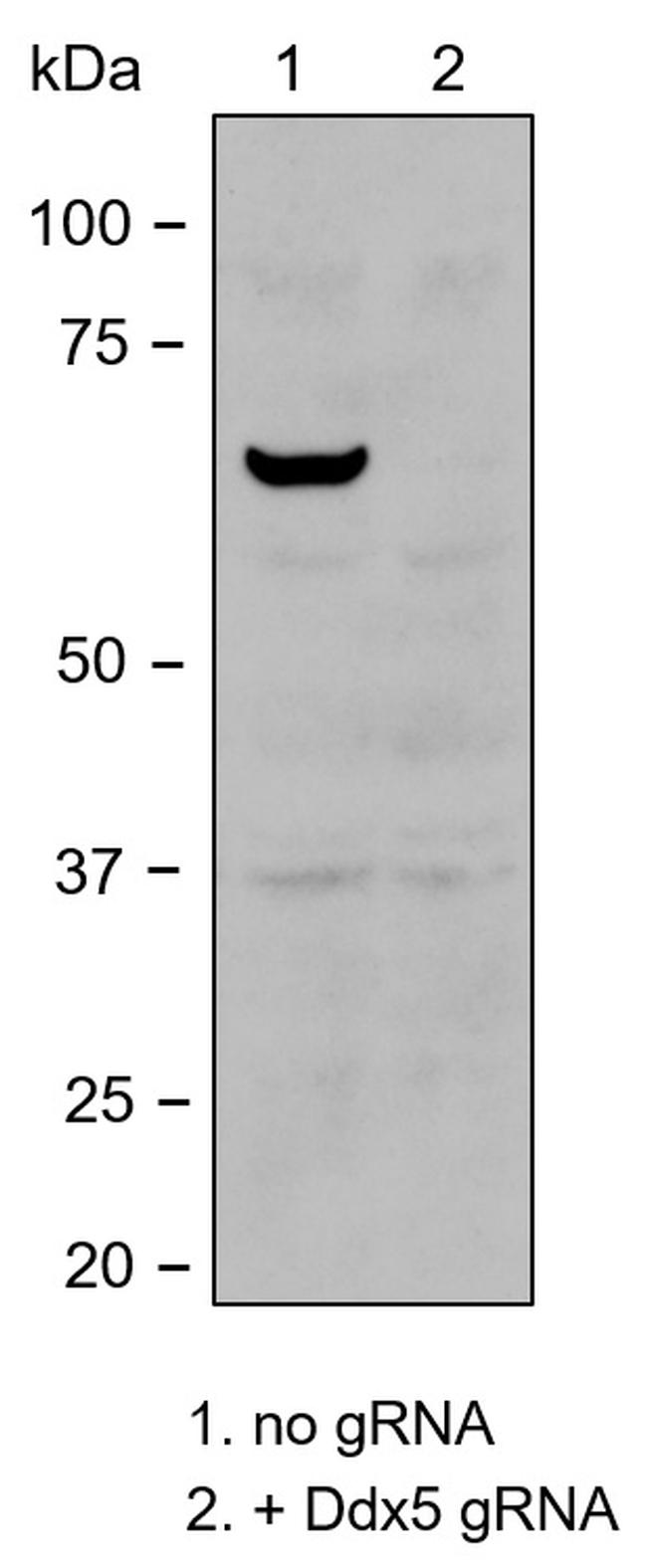 DDX5 Antibody in Western Blot (WB)