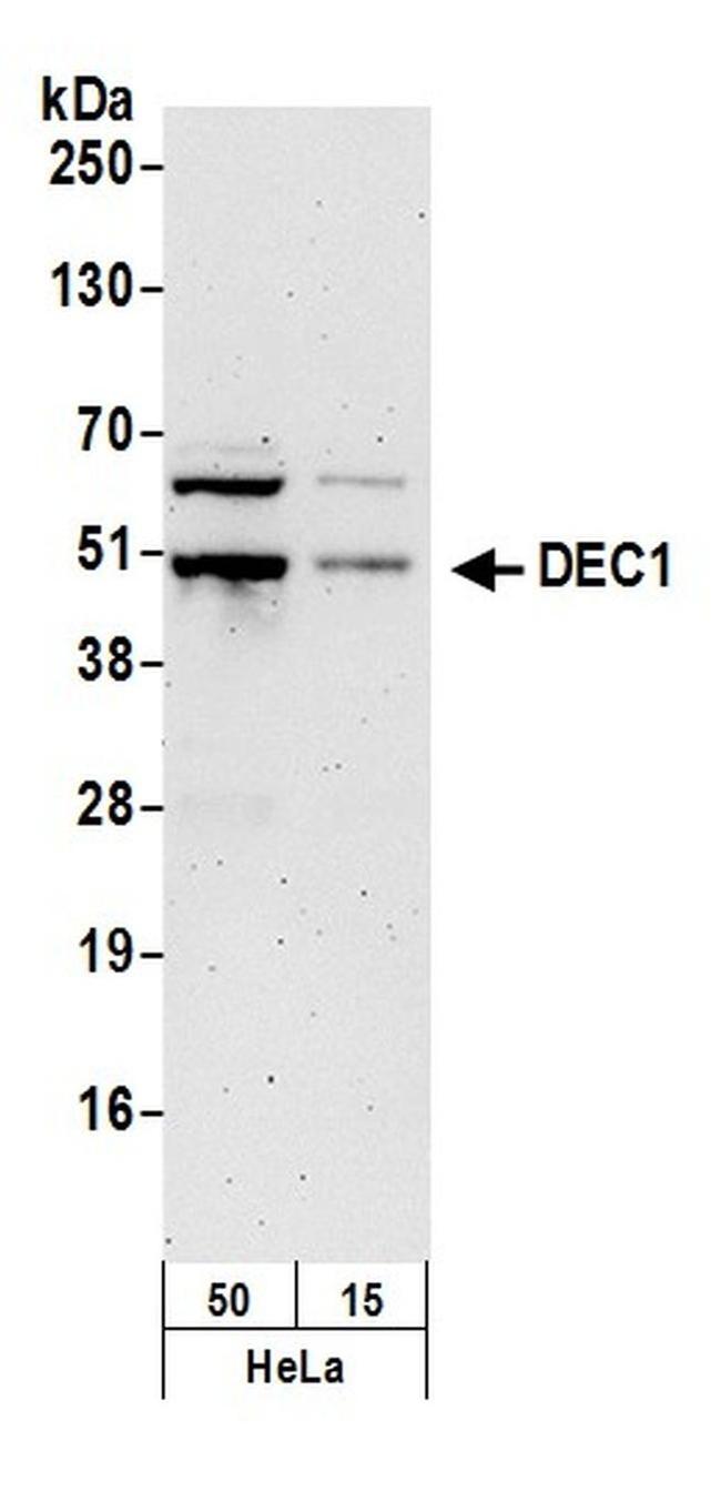 DEC1 Antibody in Western Blot (WB)