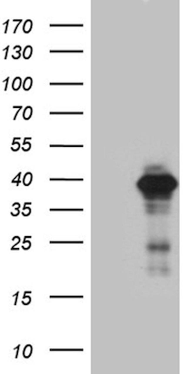 DEDD Antibody in Western Blot (WB)