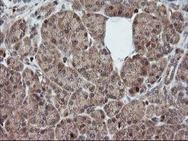 DEF6 Antibody in Immunohistochemistry (Paraffin) (IHC (P))