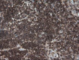 DEF6 Antibody in Immunohistochemistry (Paraffin) (IHC (P))