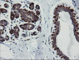 DEF6 Antibody in Immunohistochemistry (Paraffin) (IHC (P))