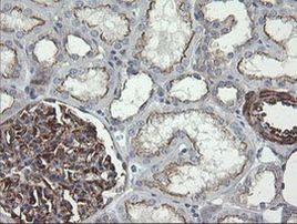 DEF6 Antibody in Immunohistochemistry (Paraffin) (IHC (P))