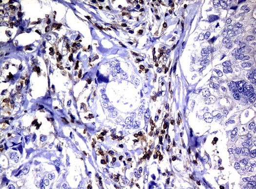 DEF6 Antibody in Immunohistochemistry (Paraffin) (IHC (P))