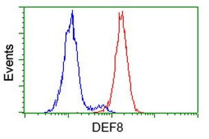 DEF8 Antibody in Flow Cytometry (Flow)