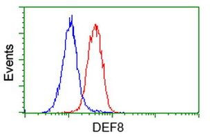 DEF8 Antibody in Flow Cytometry (Flow)