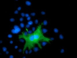 DEF8 Antibody in Immunocytochemistry (ICC/IF)