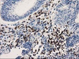 DEF8 Antibody in Immunohistochemistry (Paraffin) (IHC (P))