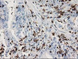 DEF8 Antibody in Immunohistochemistry (Paraffin) (IHC (P))