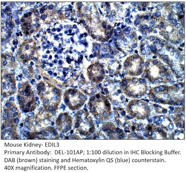 EDIL3 Antibody in Immunohistochemistry (IHC)