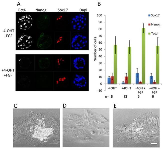 Nanog Antibody in Immunohistochemistry (IHC)