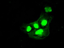 DFF45 Antibody in Immunocytochemistry (ICC/IF)