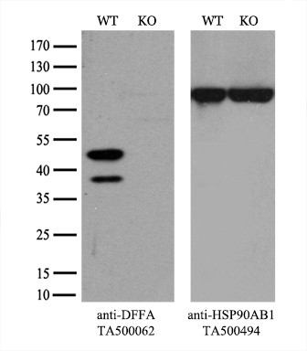 DFF45 Antibody