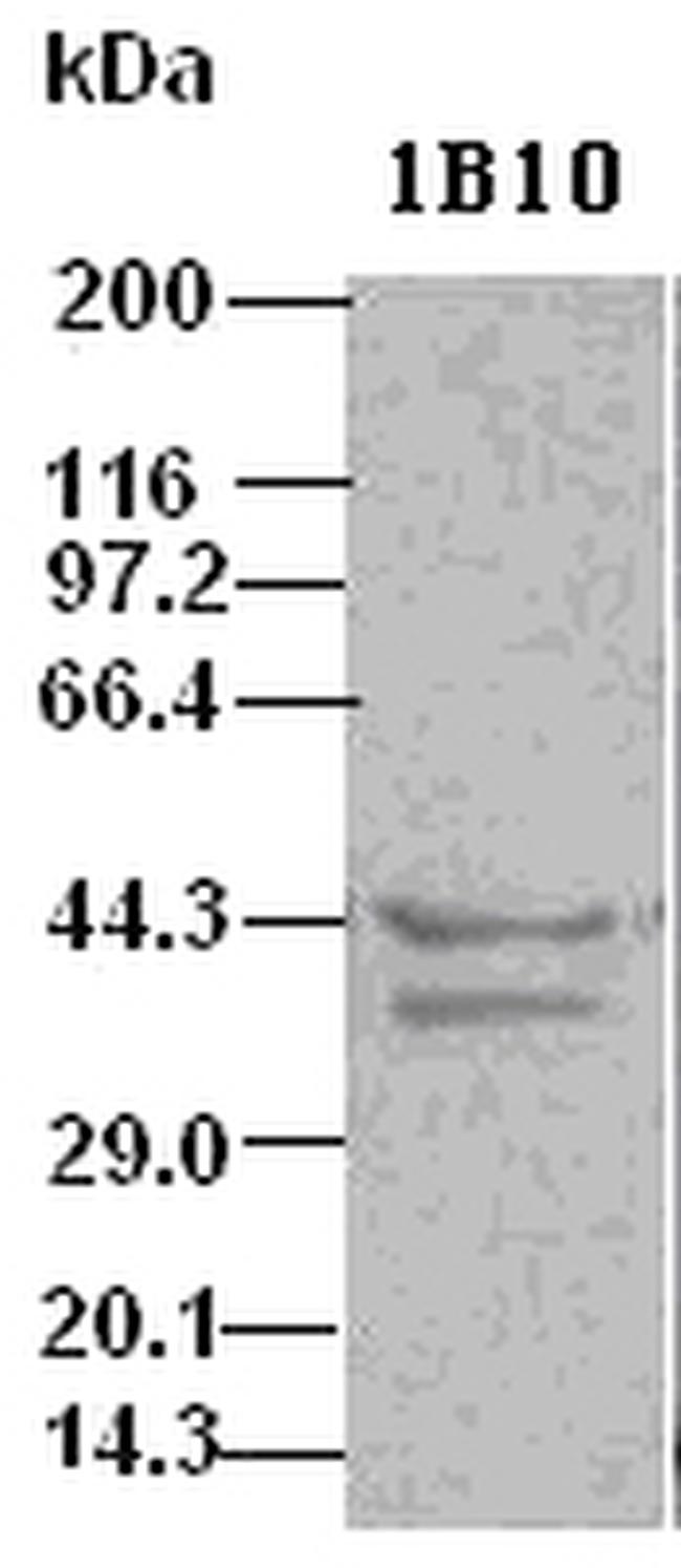 DFF45 Antibody in Western Blot (WB)