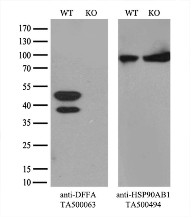 DFF45 Antibody in Western Blot (WB)