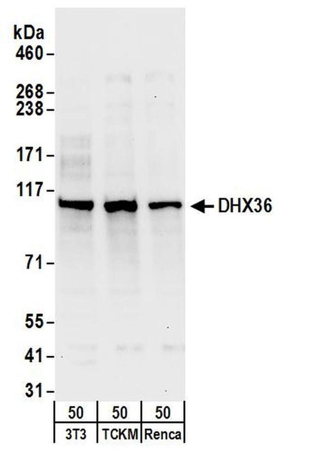 DHX36 Antibody in Western Blot (WB)