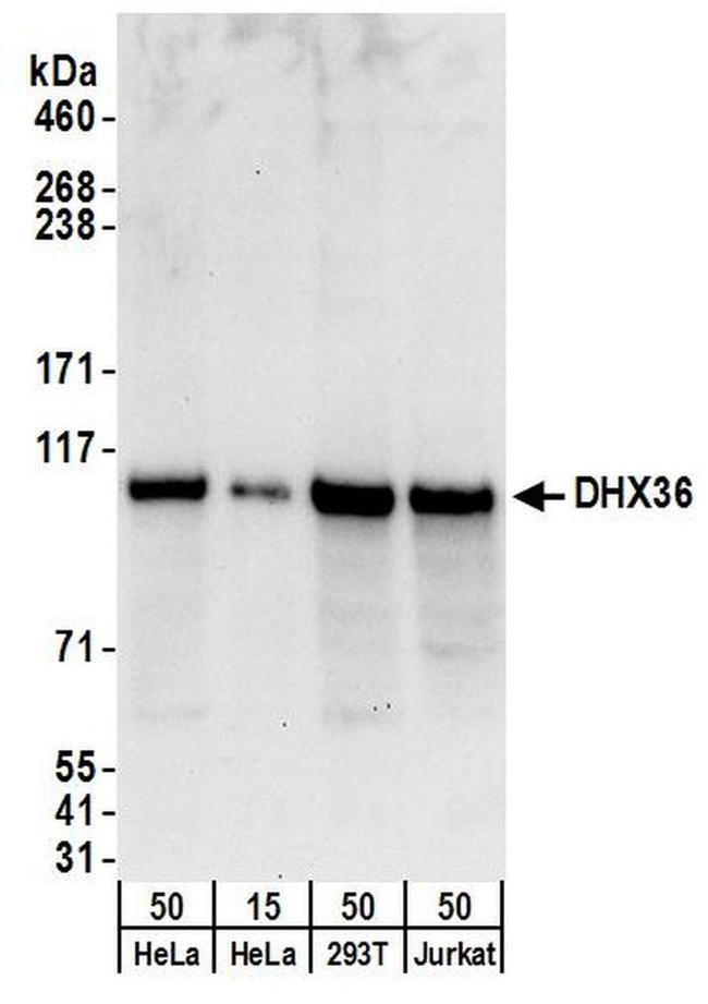 DHX36 Antibody in Western Blot (WB)