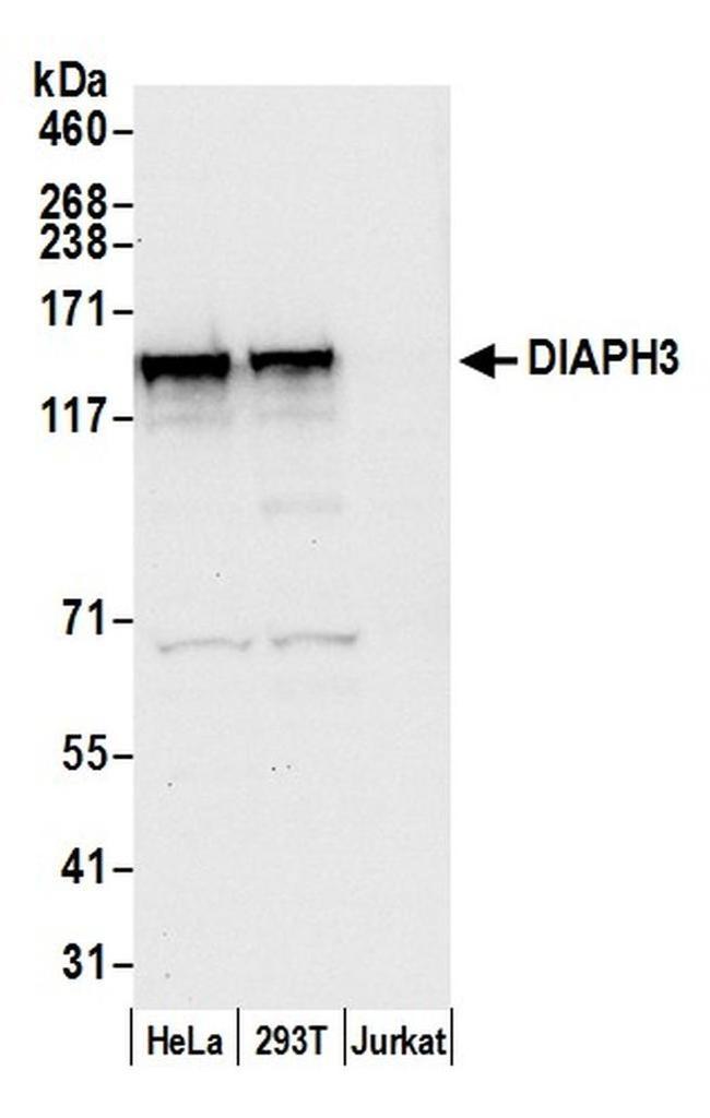 DIAPH3 Antibody in Western Blot (WB)